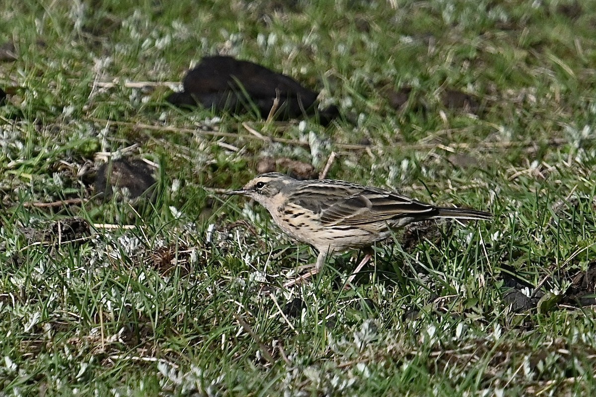 Rosy Pipit - ML618592761
