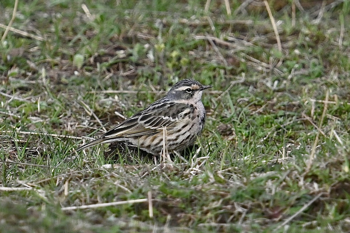 Rosy Pipit - ML618592773