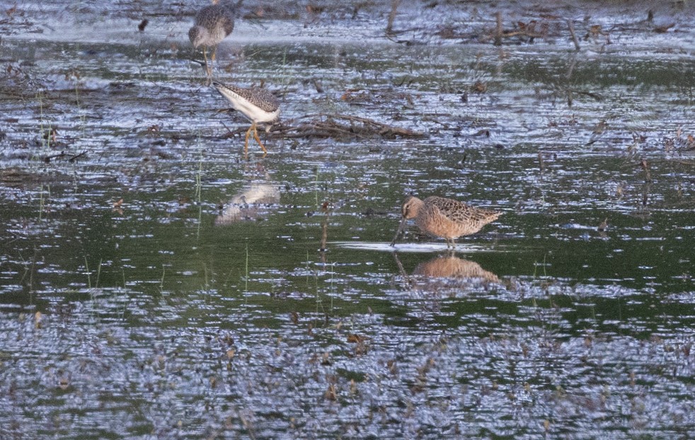 Long-billed Dowitcher - ML618592792