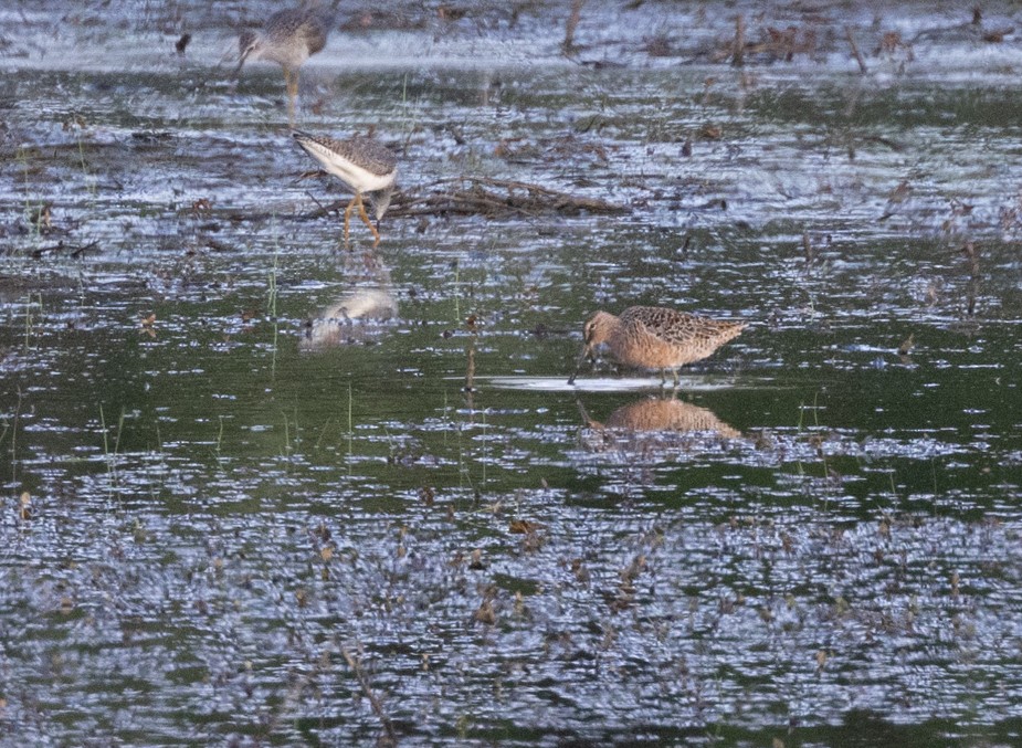 Long-billed Dowitcher - ML618592793