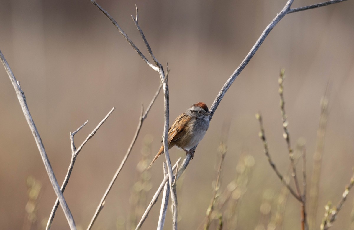 Swamp Sparrow - ML618592804