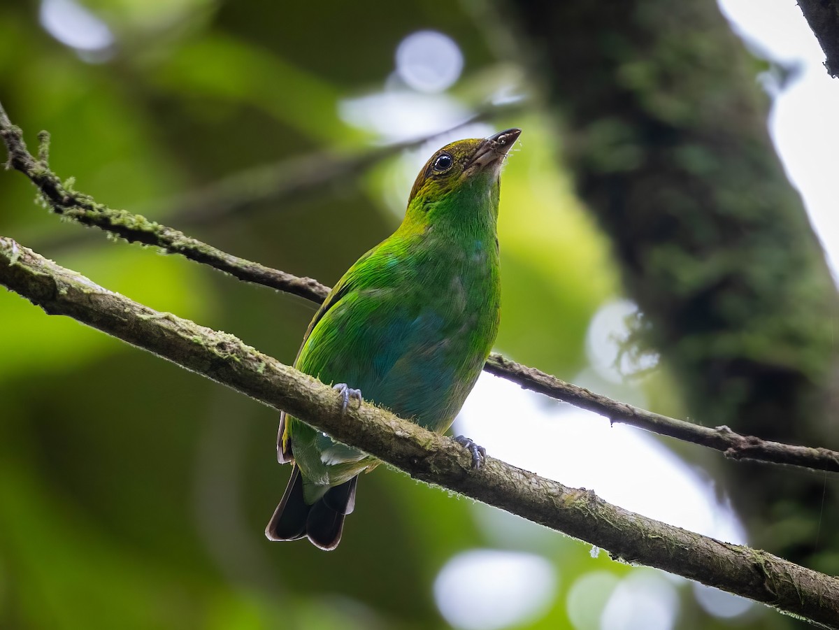 Rufous-winged Tanager - ML618592812