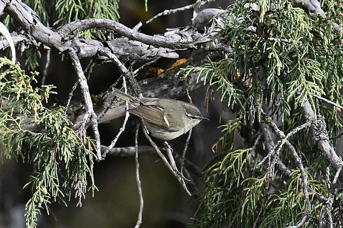 Hume's Warbler - ML618592823