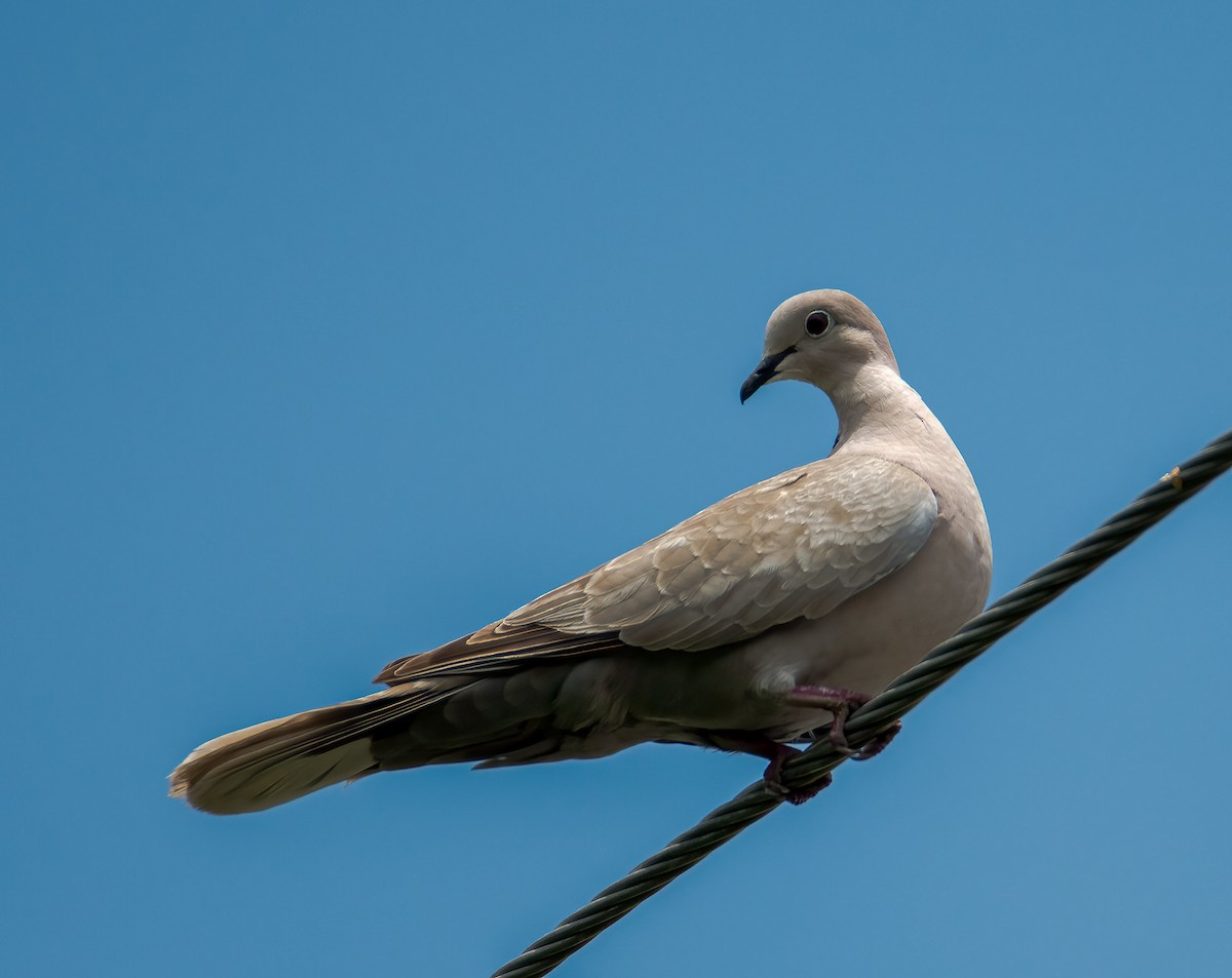 Eurasian Collared-Dove - ML618592844