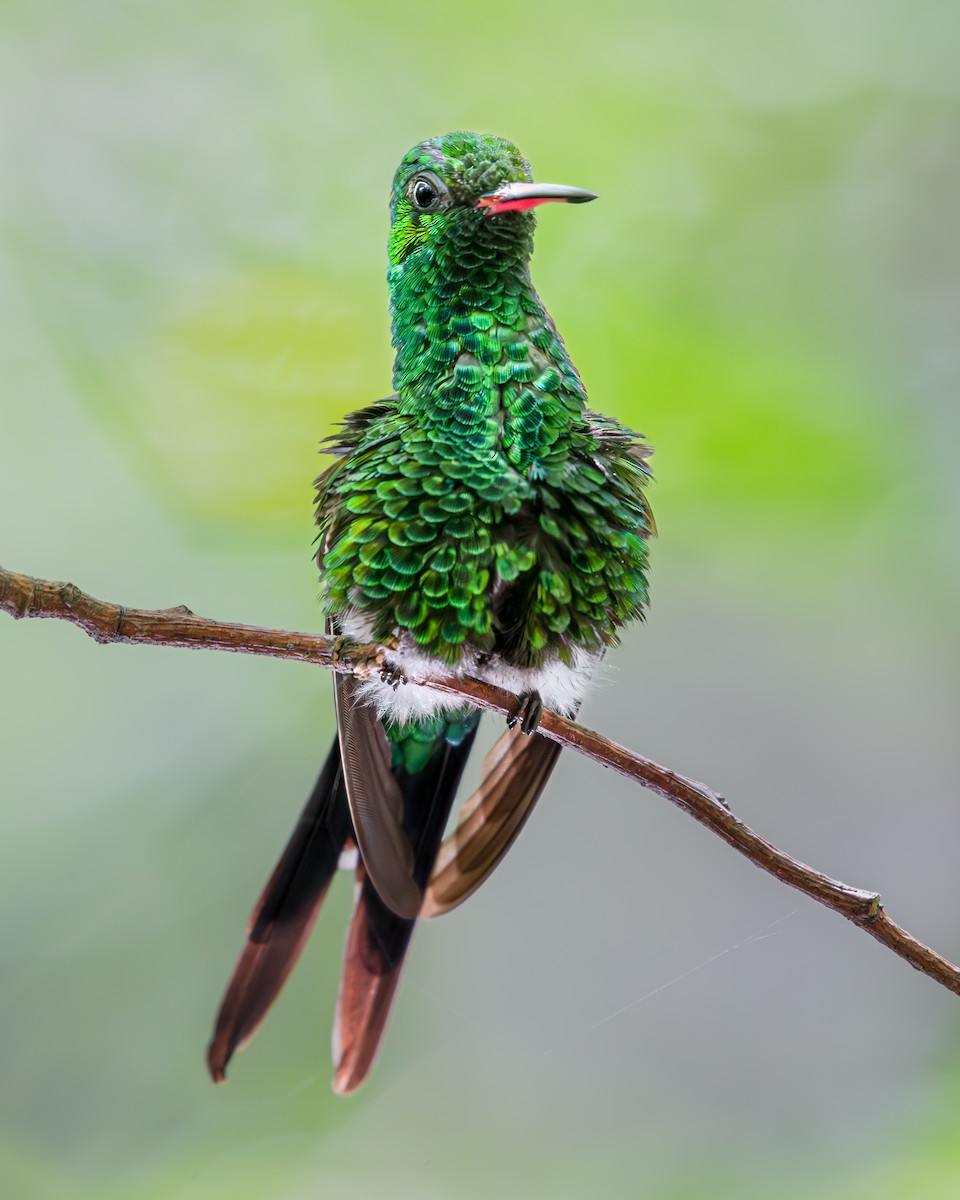 kolibřík cozumelský - ML618592849