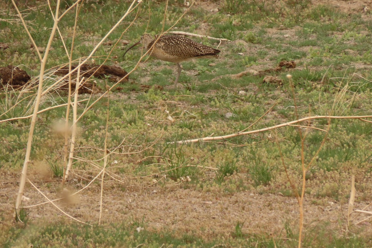 Long-billed Curlew - ML618592861