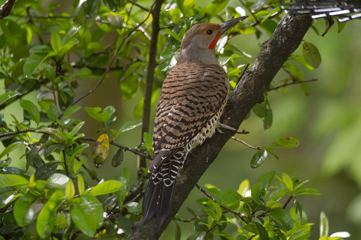 Northern Flicker (Yellow-shafted x Red-shafted) - ML618592876