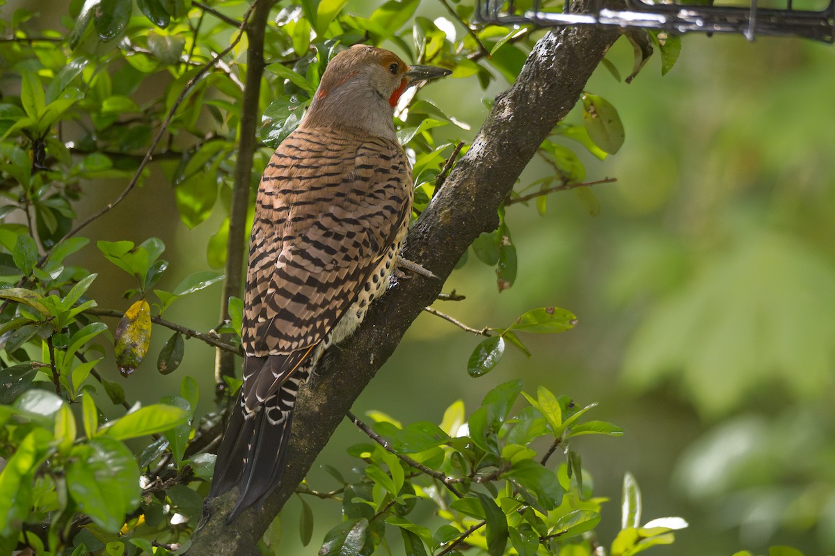 Northern Flicker (Yellow-shafted x Red-shafted) - ML618592877