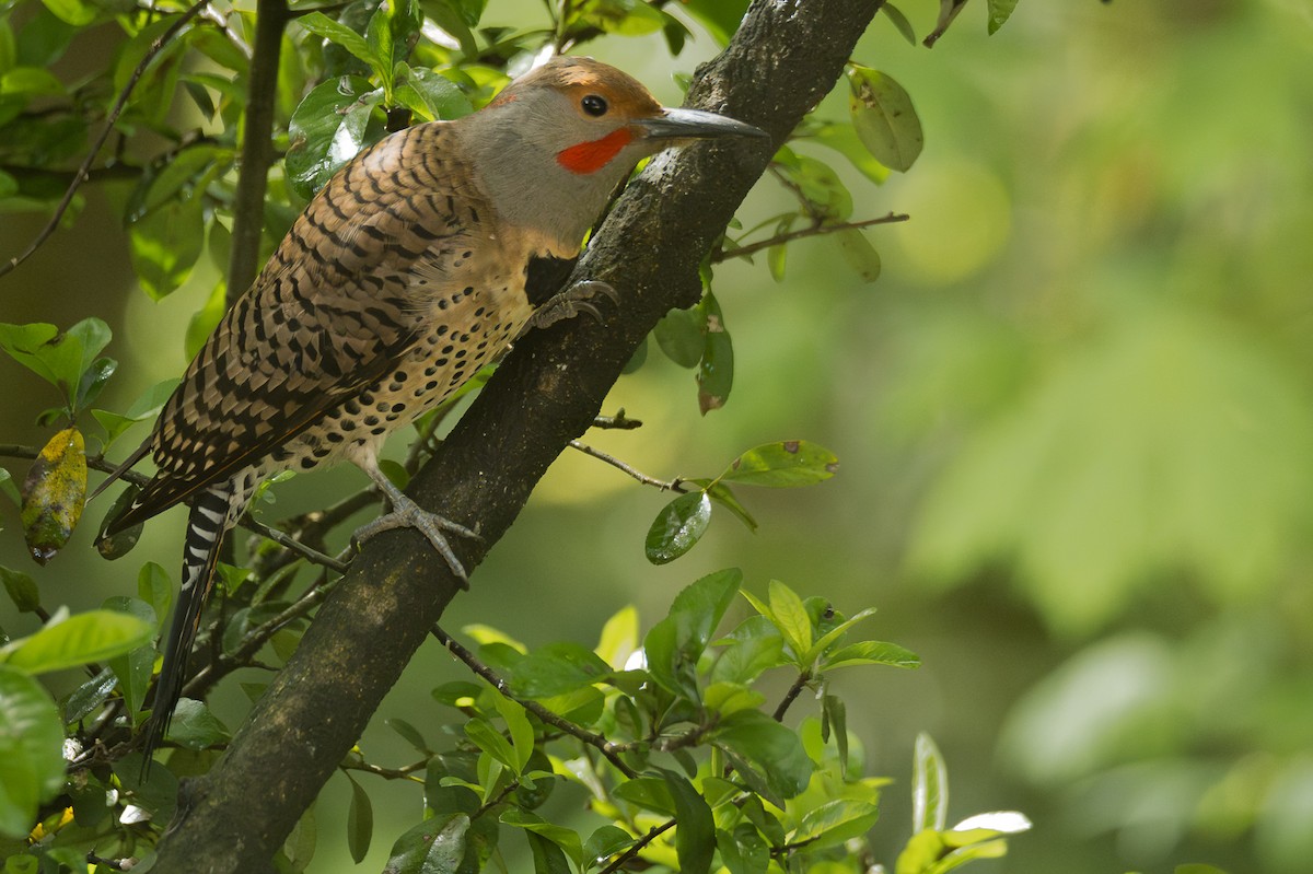 Northern Flicker (Yellow-shafted x Red-shafted) - ML618592878