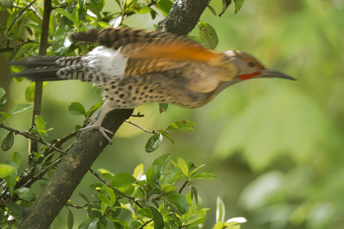 Northern Flicker (Yellow-shafted x Red-shafted) - ML618592879