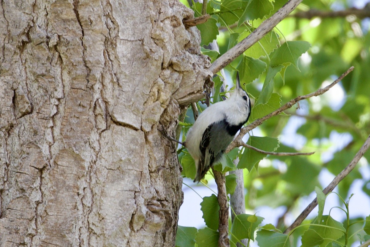 White-breasted Nuthatch - ML618592897