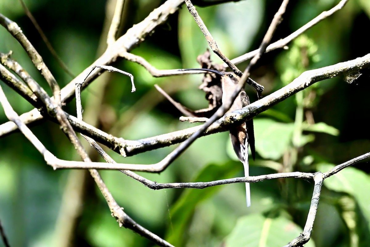 Мексиканский колибри-отшельник (mexicanus) - ML618592902
