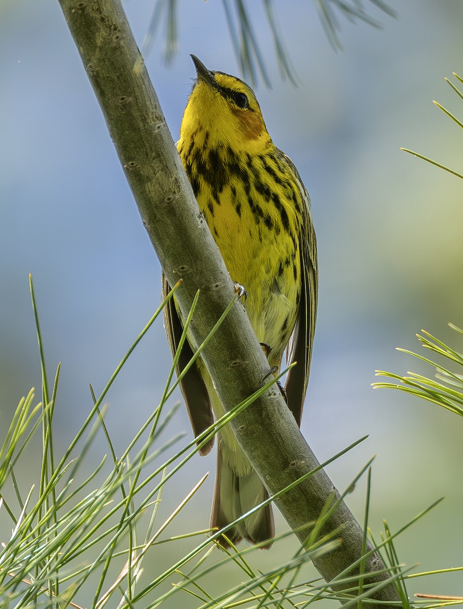 Cape May Warbler - ML618592917