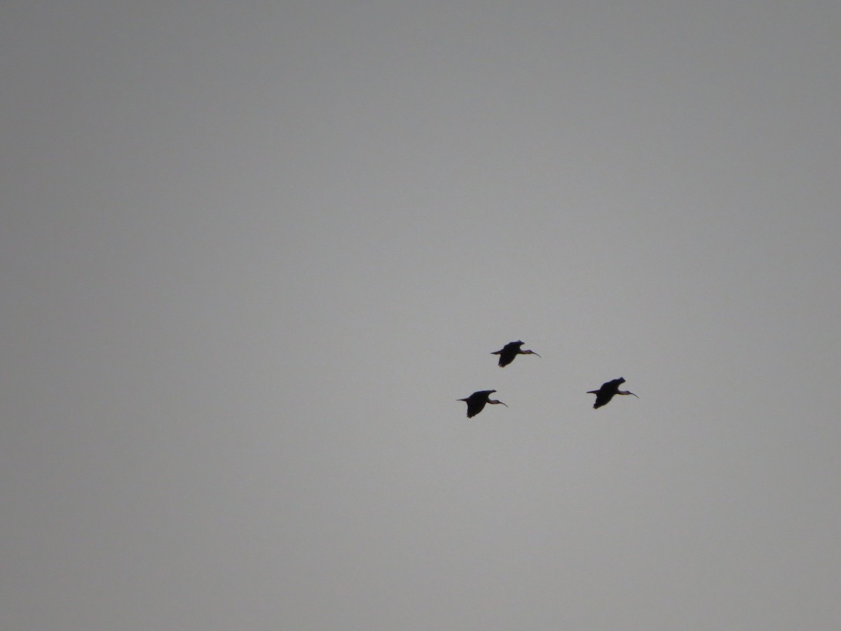 ibis bělokřídlý - ML618592957