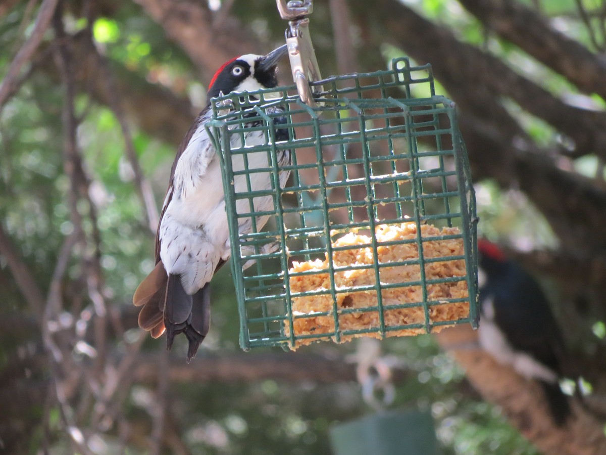 Acorn Woodpecker - ML618593006