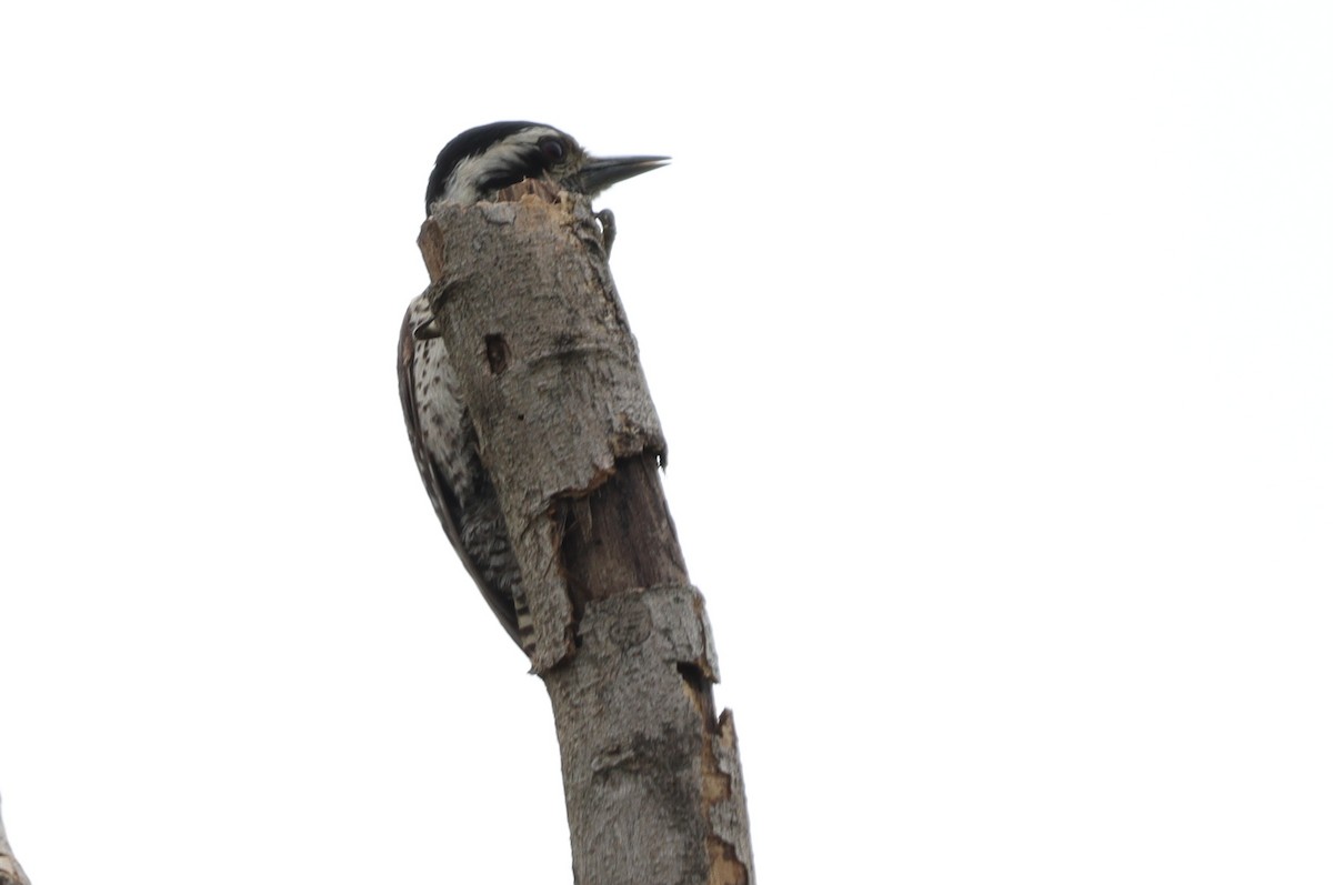 Ladder-backed Woodpecker - ML618593008