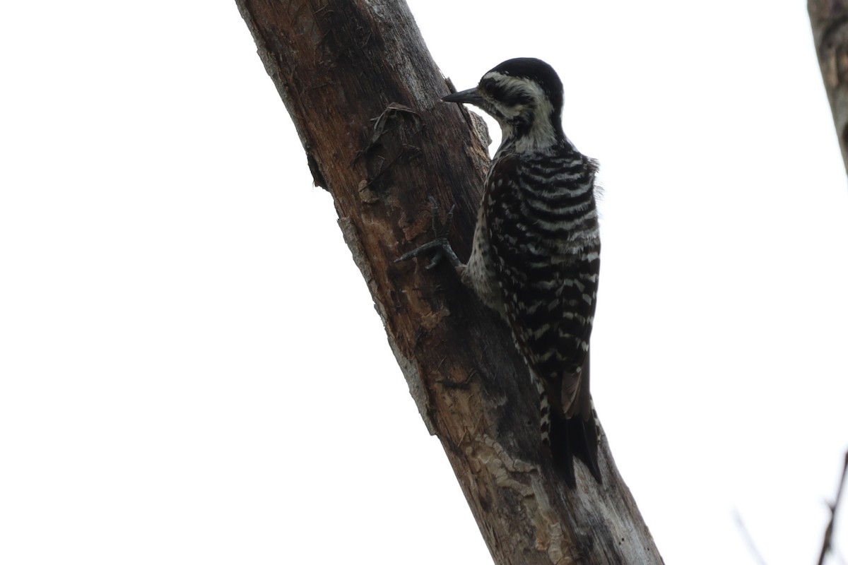 Ladder-backed Woodpecker - ML618593009