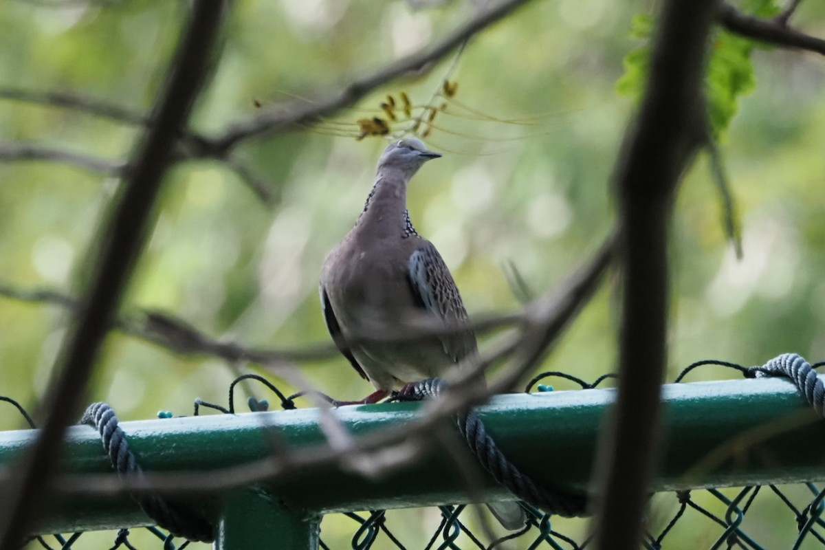 Spotted Dove - ML618593082