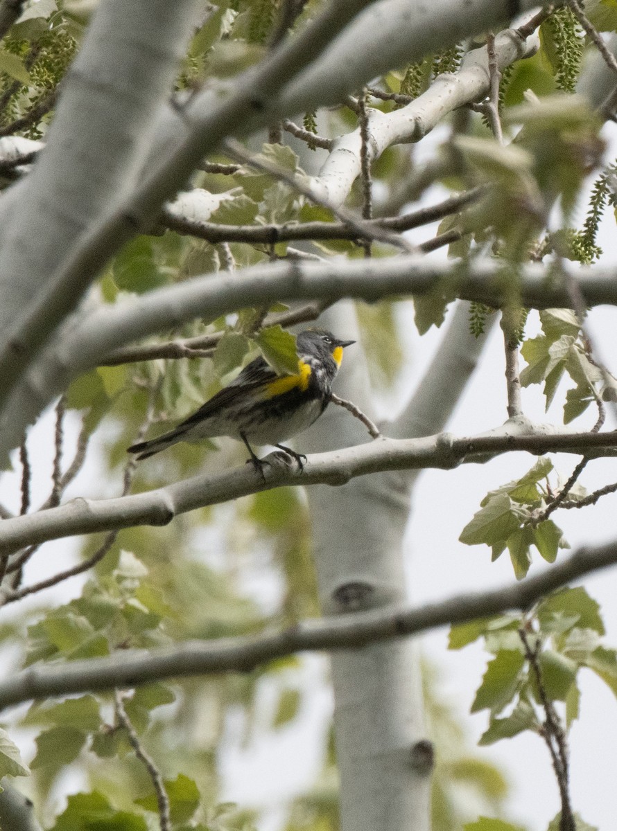 Yellow-rumped Warbler (Audubon's) - ML618593118