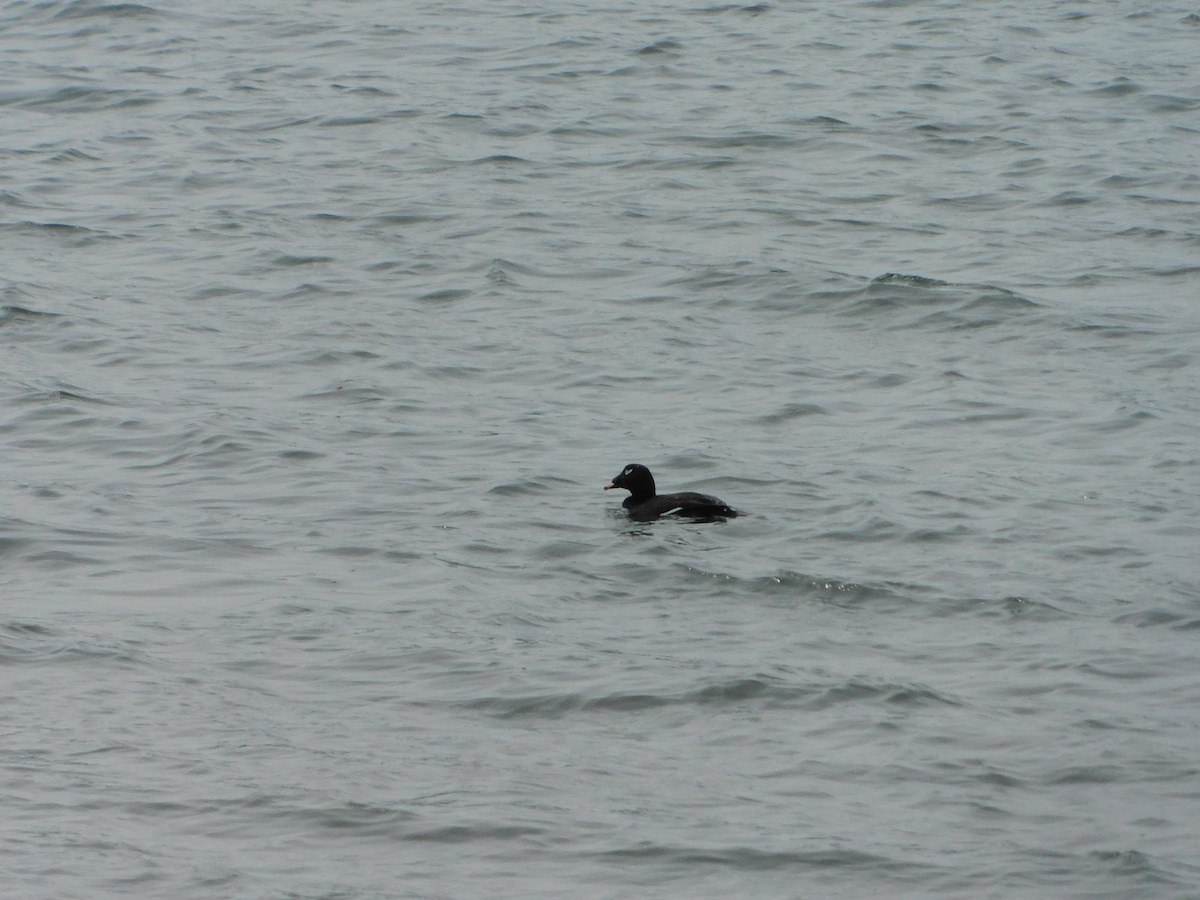 White-winged Scoter - Nathaniel Cooley