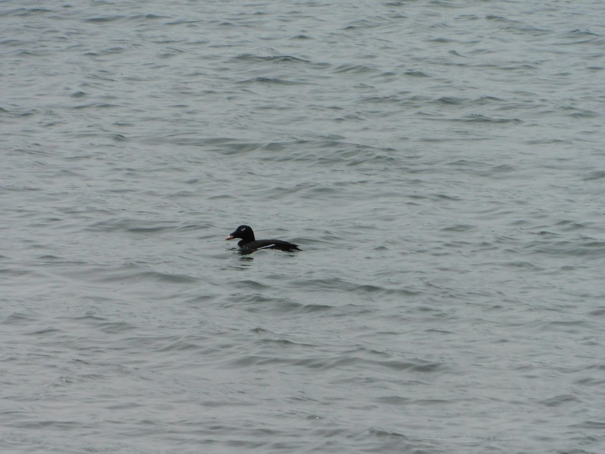 White-winged Scoter - Nathaniel Cooley