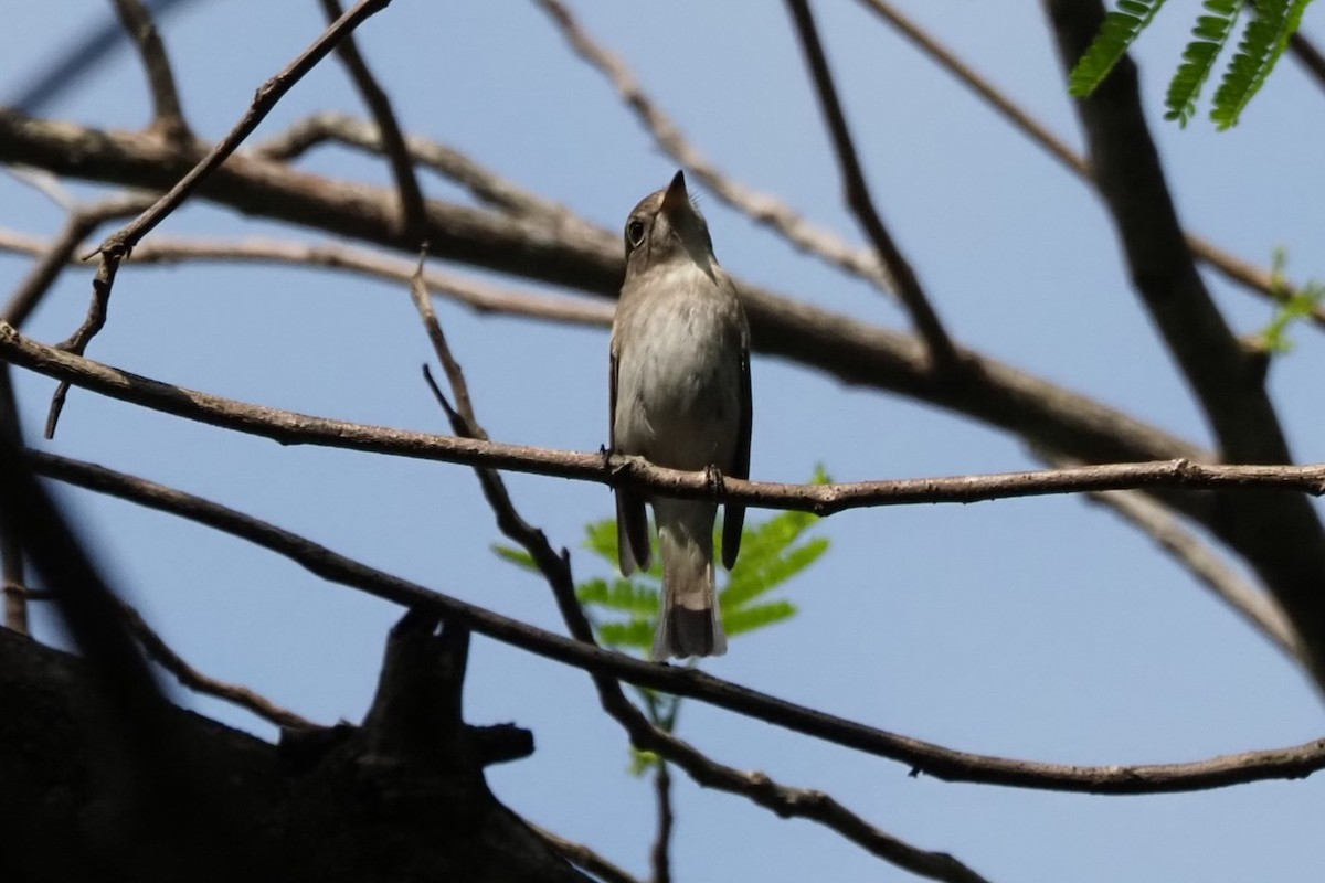 Asian Brown Flycatcher - Andy Lee