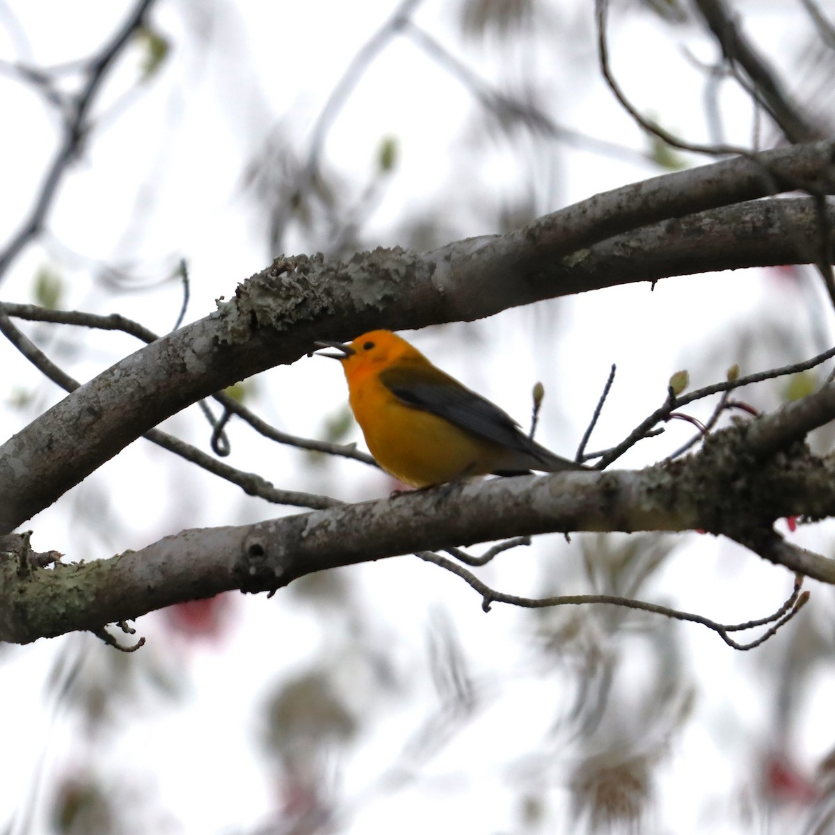 Prothonotary Warbler - ML618593194