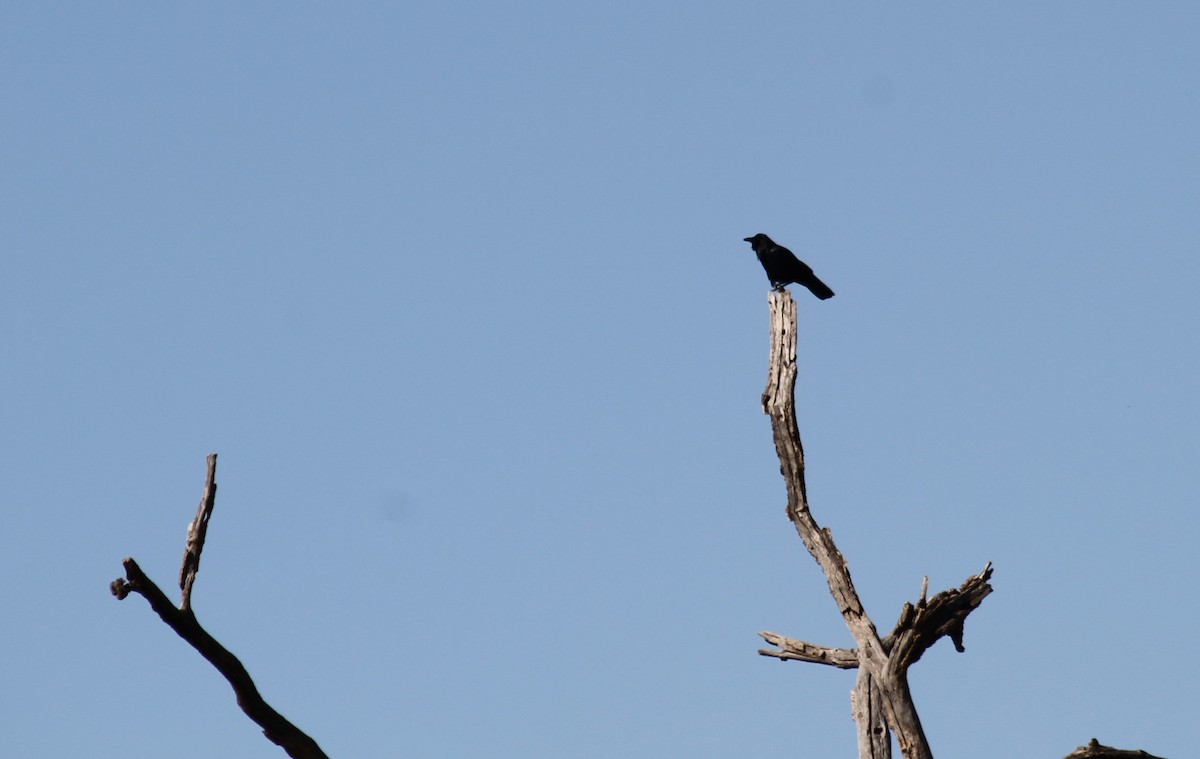 Fish Crow - ML618593202