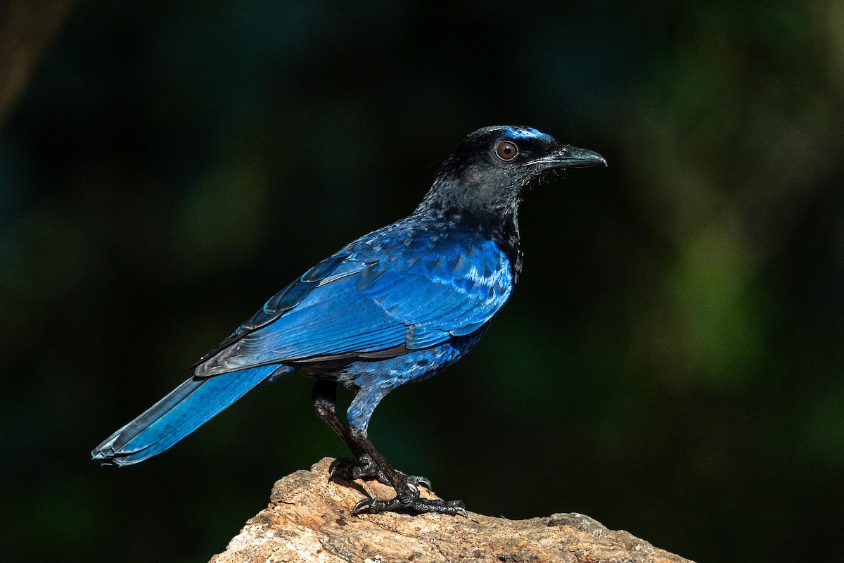 Малабарская синяя птица - ML618593310