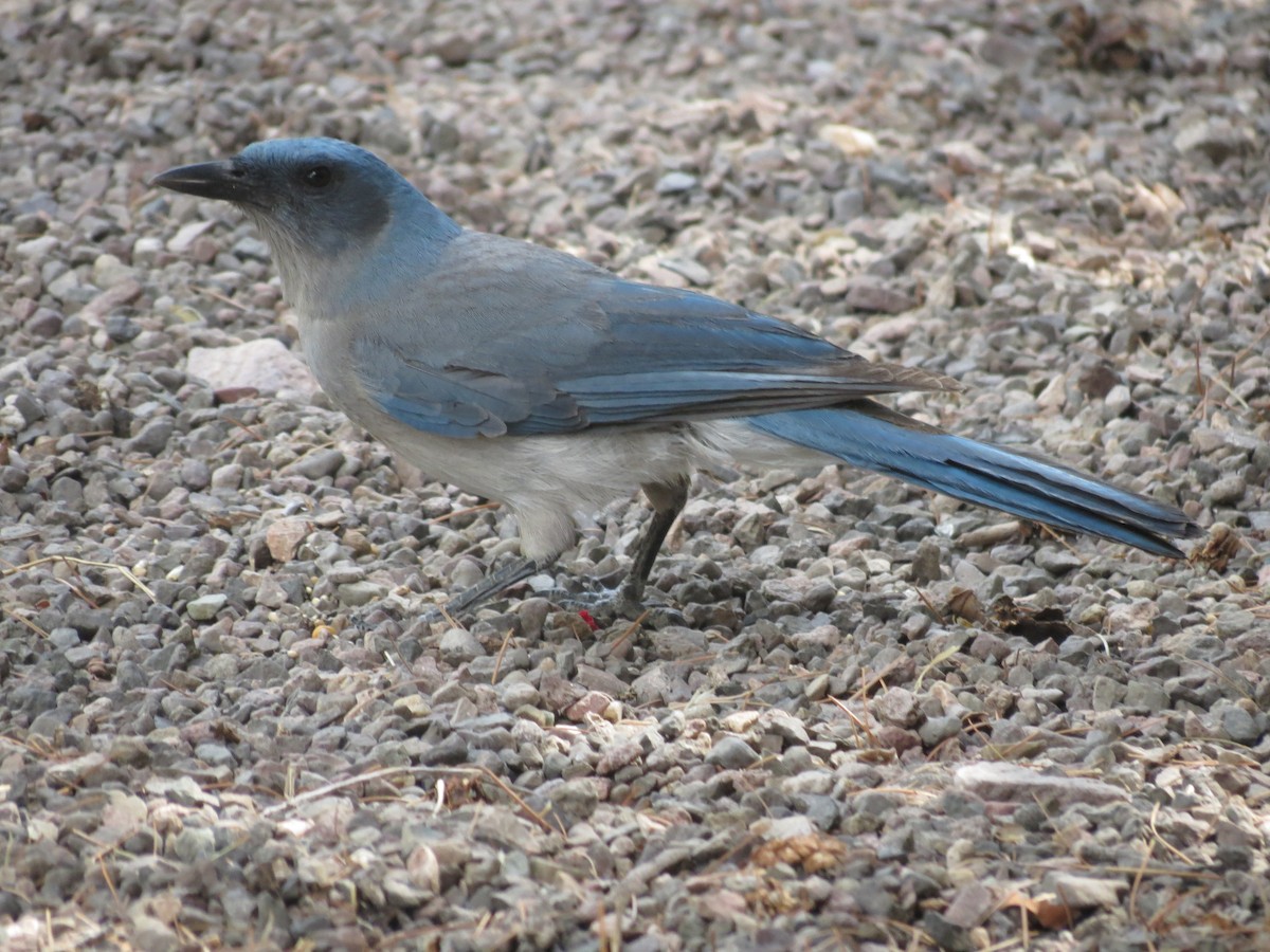 Mexican Jay - ML618593343