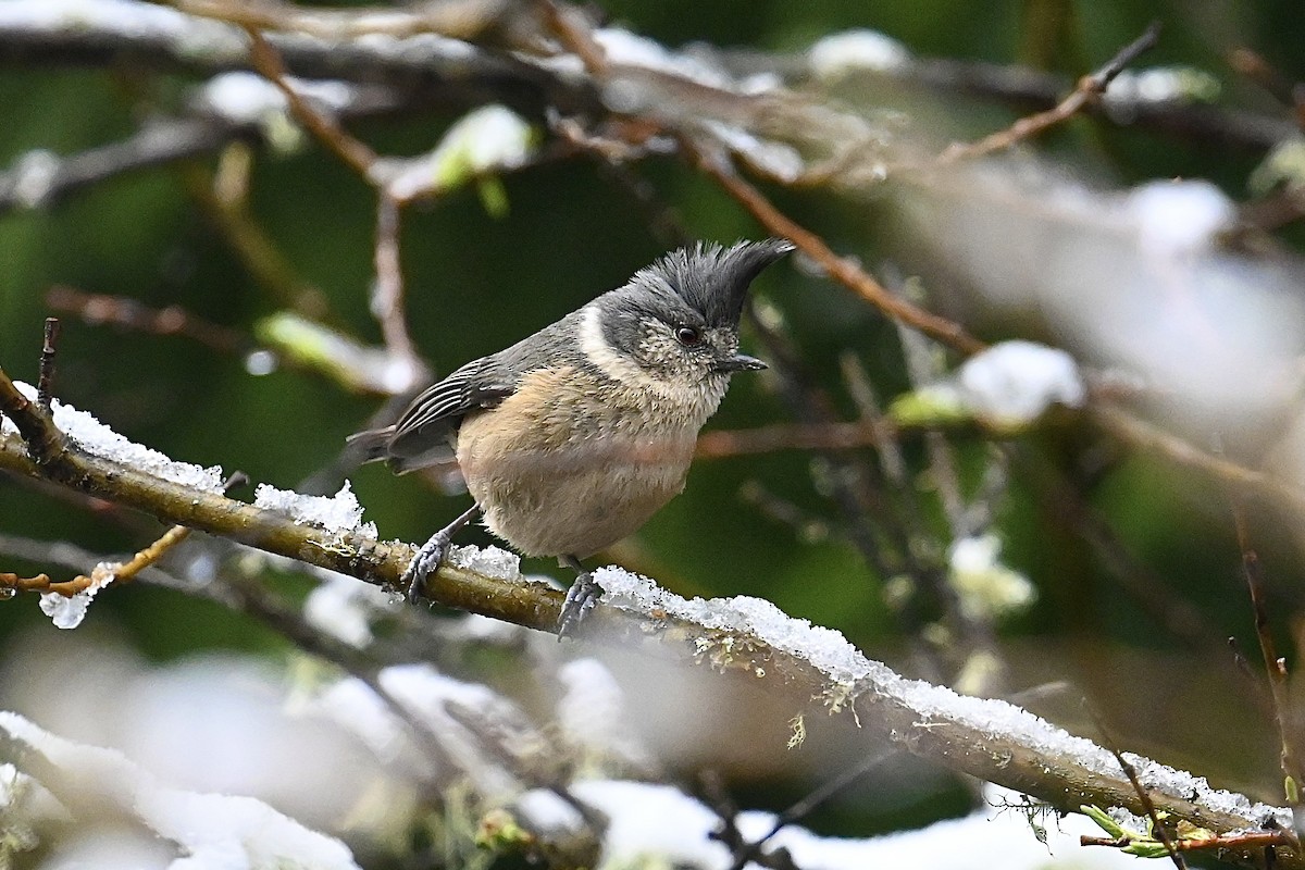 Gray-crested Tit - ML618593382