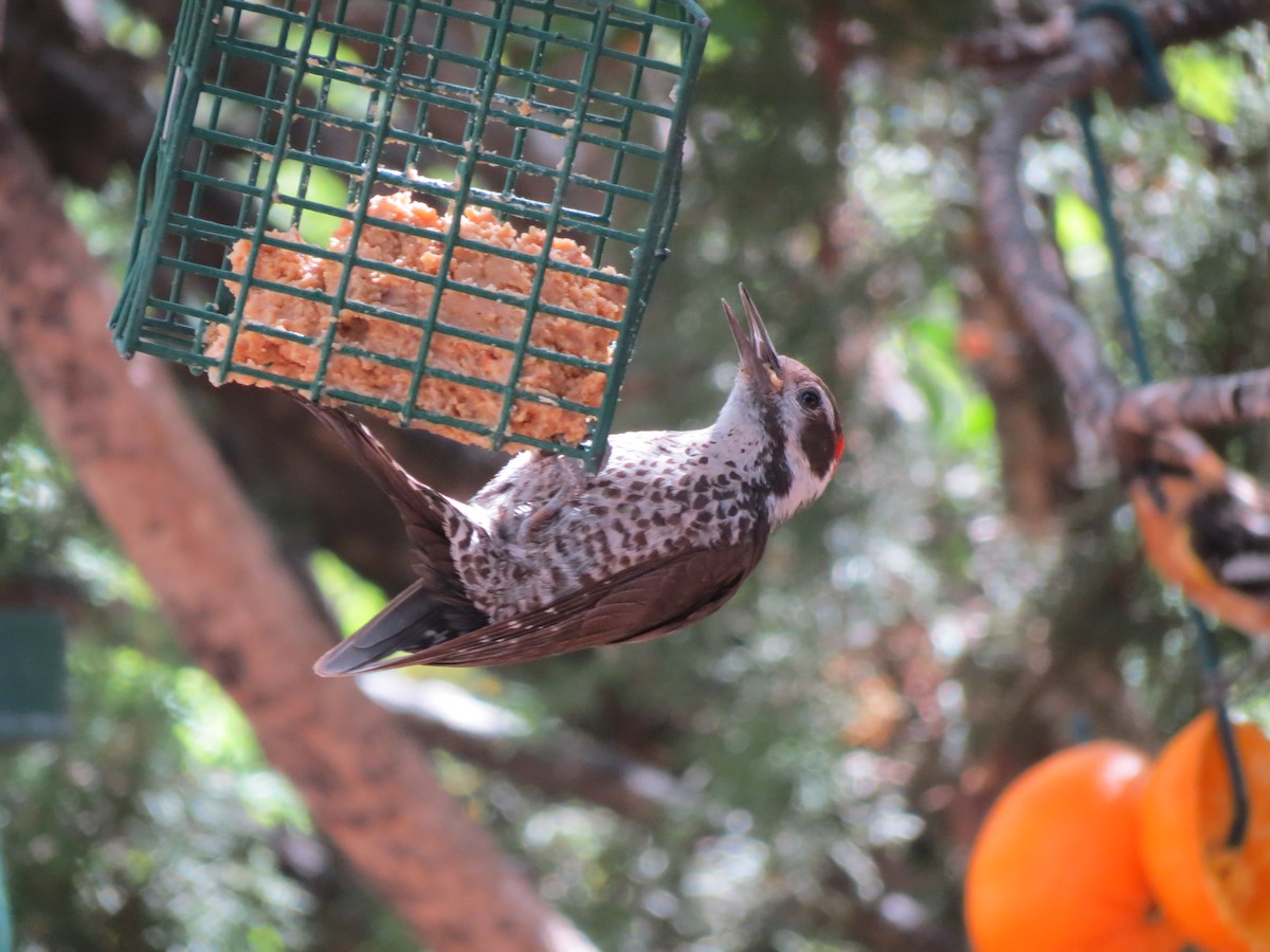 Arizona Woodpecker - ML618593402