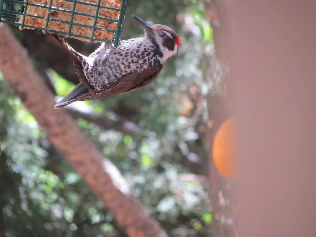 Arizona Woodpecker - ML618593406