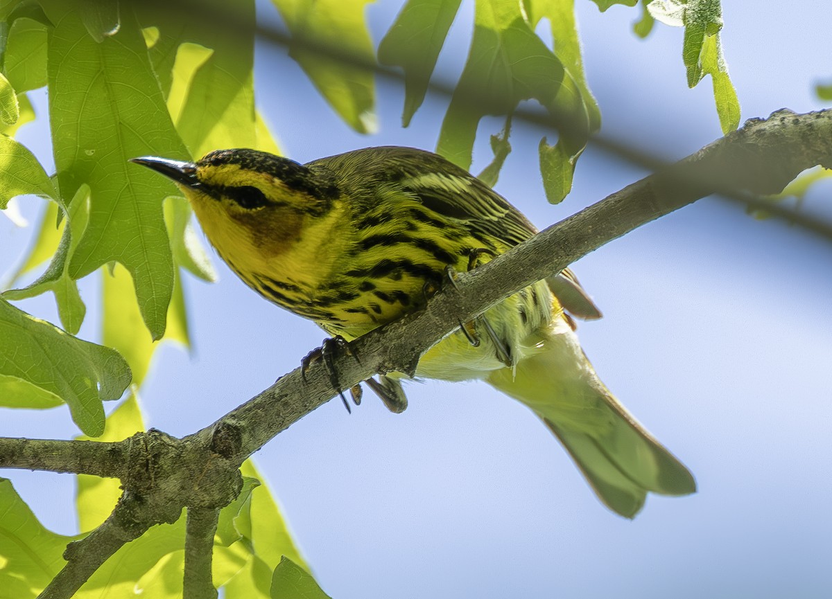 Cape May Warbler - ML618593408