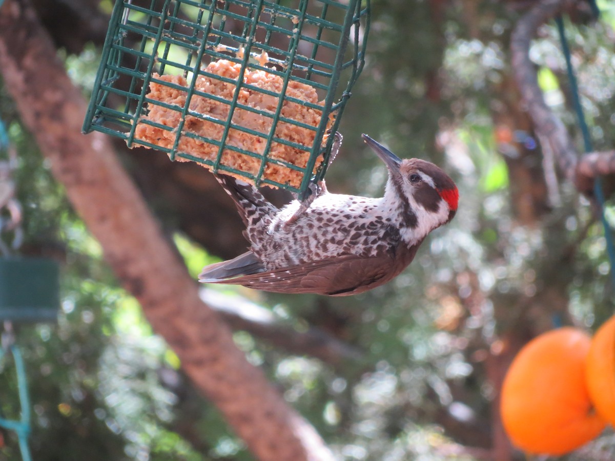 Arizona Woodpecker - ML618593446
