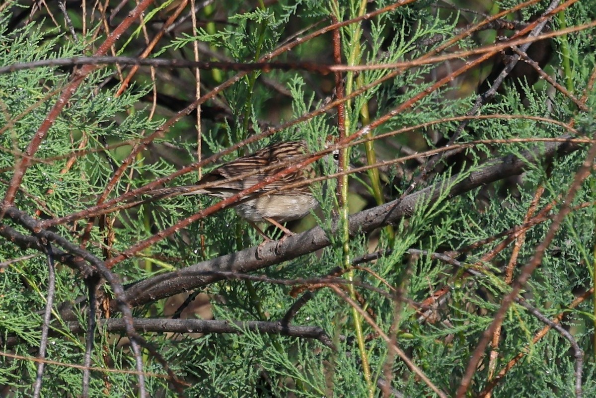 Chipping Sparrow - ML618593455