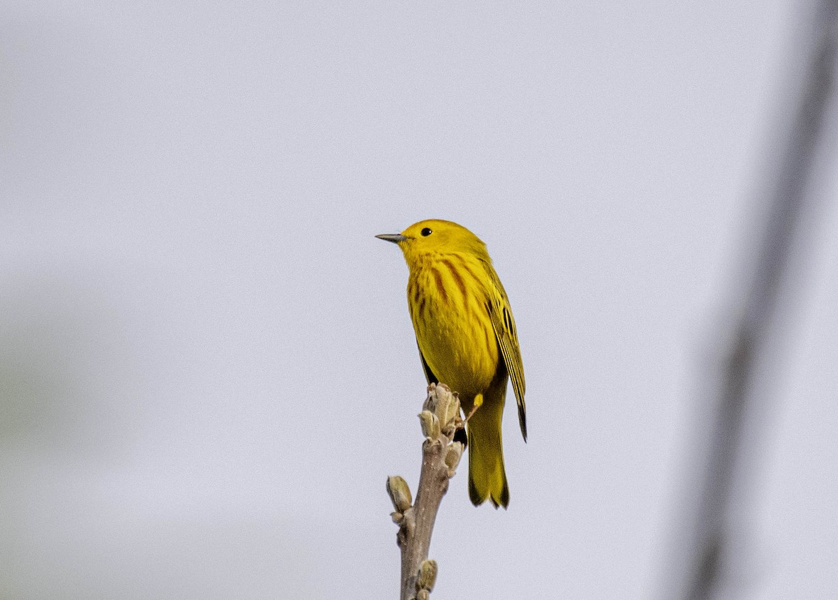 Yellow Warbler - ML618593471