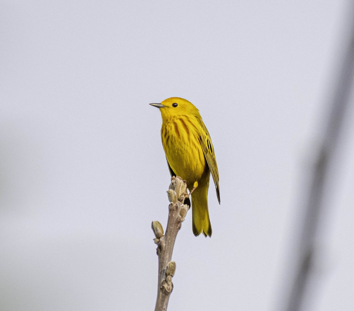 Yellow Warbler - ML618593472