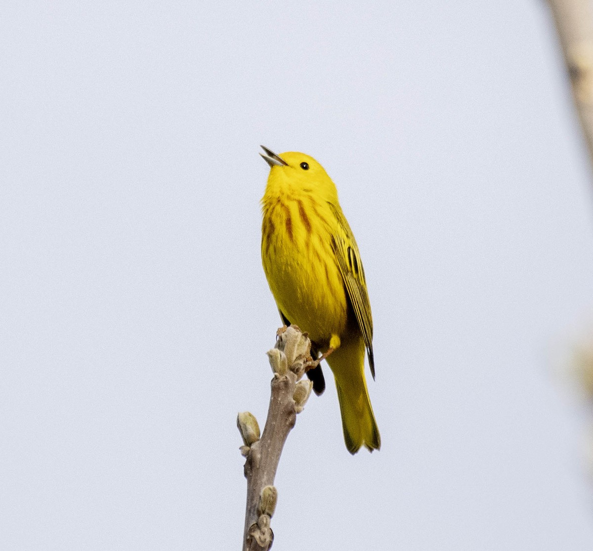 Yellow Warbler - ML618593473