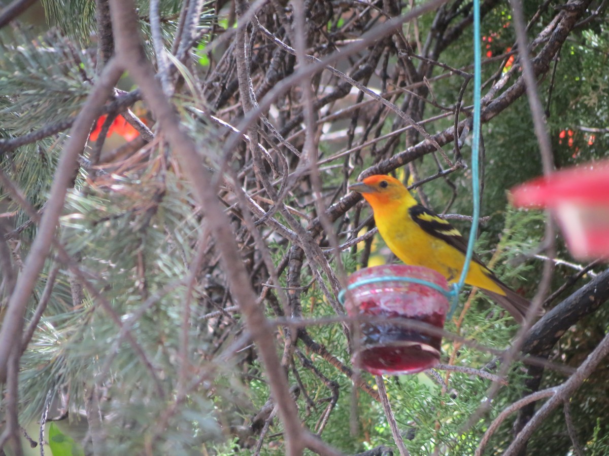 Western Tanager - ML618593476
