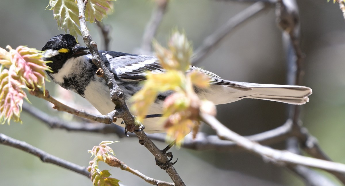 Black-throated Gray Warbler - ML618593505