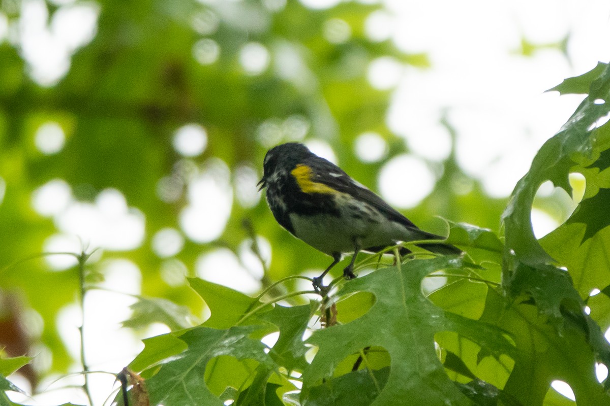Yellow-rumped Warbler (Myrtle) - ML618593562