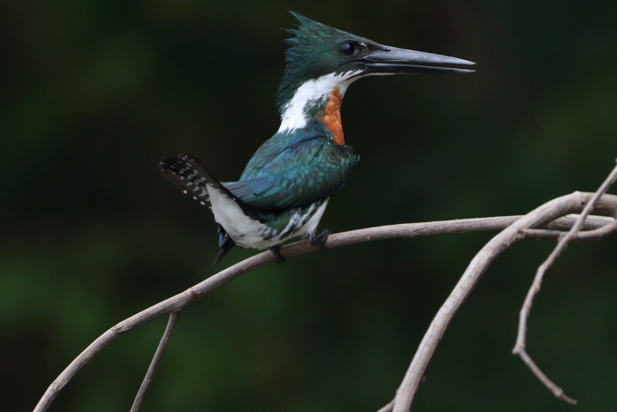 Amazon Kingfisher - ML618593563