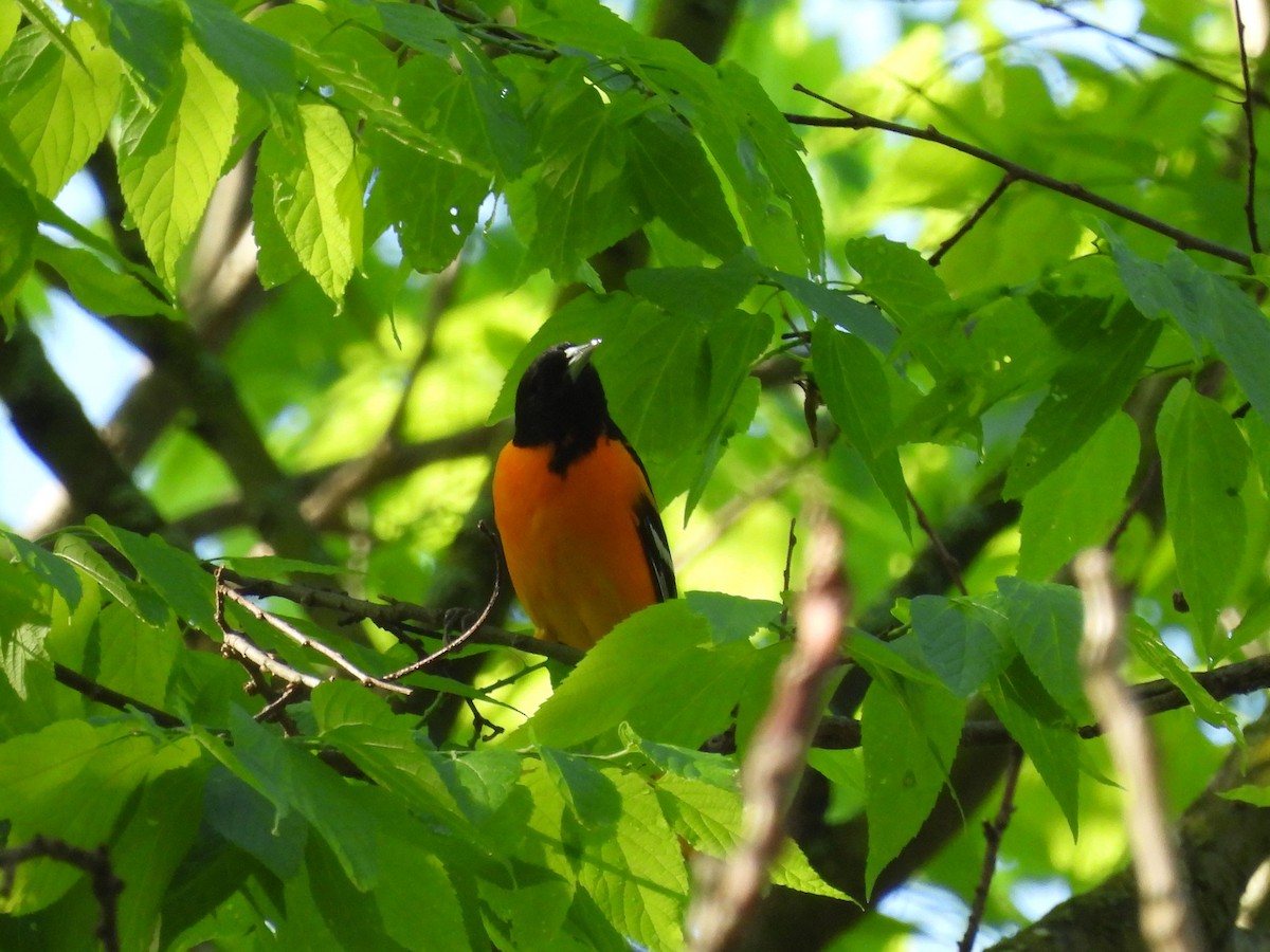 Baltimore Oriole - Pat Whittle