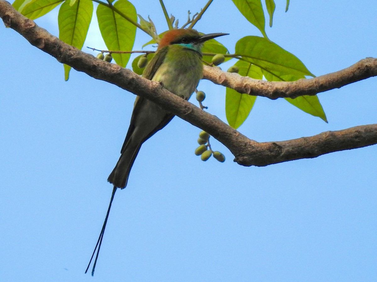 Asian Green Bee-eater - ML618593571