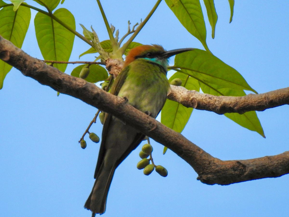 Asian Green Bee-eater - ML618593572