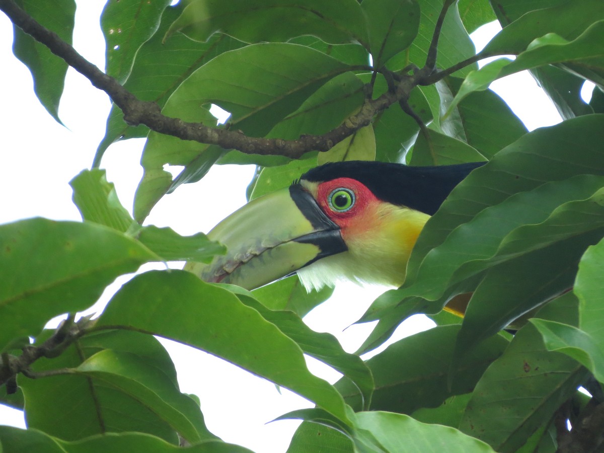 Red-breasted Toucan - ML618593586