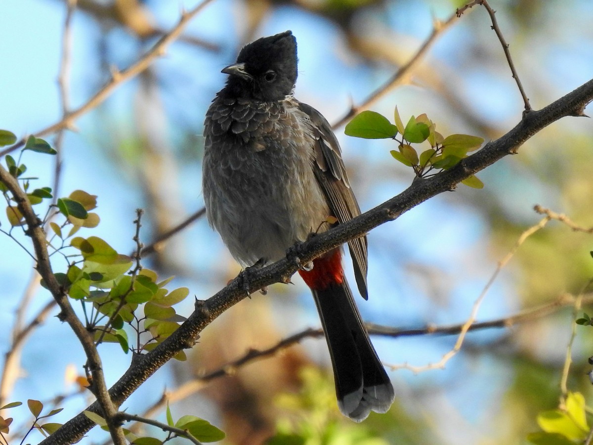 Red-vented Bulbul - ML618593625