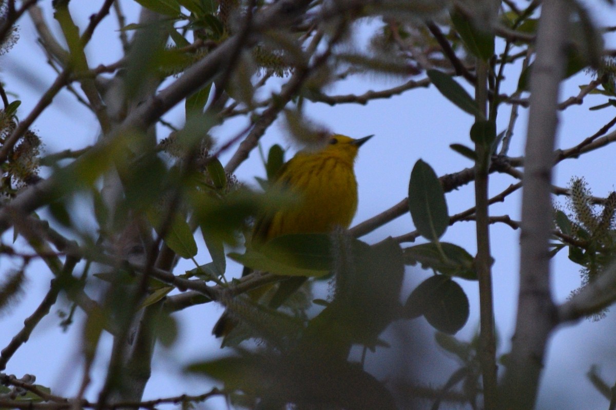 Yellow Warbler - ML618593637