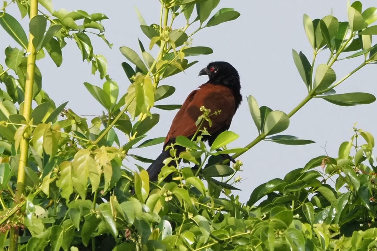 Greater Coucal - ML618593638